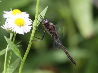 Common Baskettail (Male)