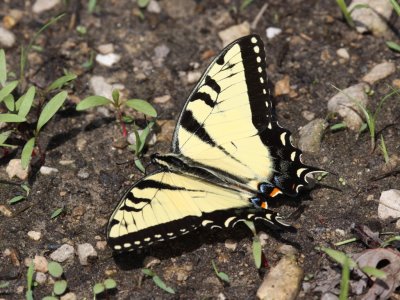 Eastern Tiger Swallowtail