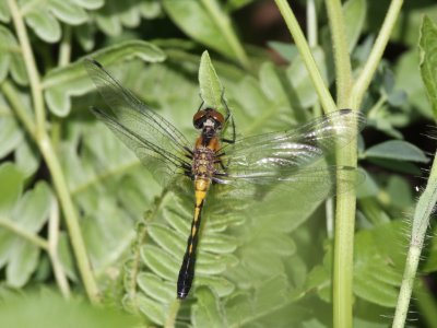 Frosted Whiteface (Teneral Female)