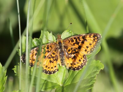 Silver-bordered Fritillary