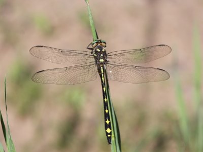 Spiketails