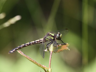 Riffle Snaketail (Female)