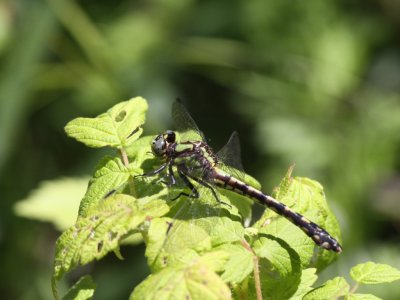 Riffle Snaketail (Female)