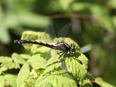 Riffle Snaketail (Female)