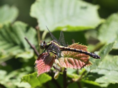 Riffle Snaketail (Female)