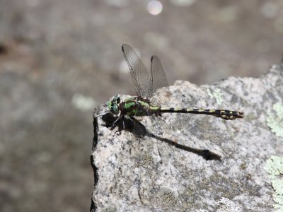 Riffle Snaketail (Male)