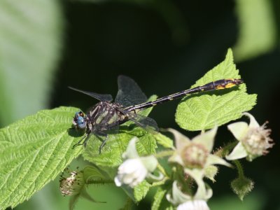 Lancet Clubtail (Male)