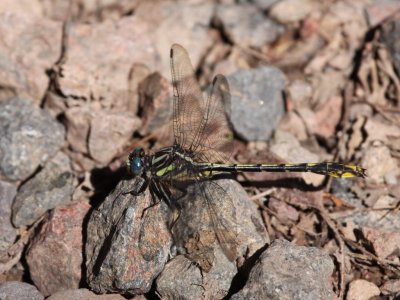 Lancet Clubtail (Male)