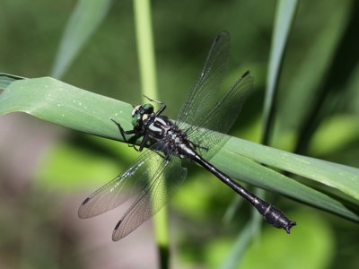 Mustached Clubtail (Male)