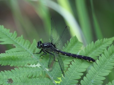 Green-faced Clubtail