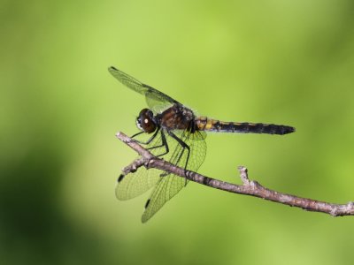 Frosted Whiteface (Female)