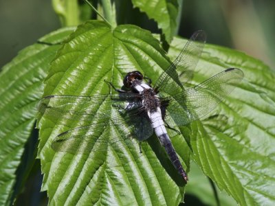 Chalk-fronted Corporal (Male)