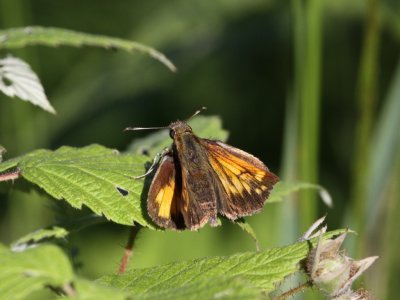 Hobomok Skipper 01a.JPG