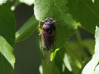 Cicada