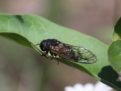 Cicada