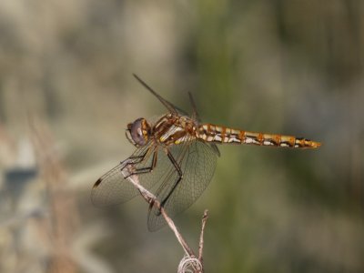 Variegated Meadowhawk