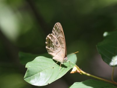 Appalachian Brown