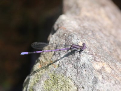 Violet Dancer
