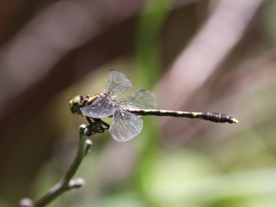 Common Sanddragon