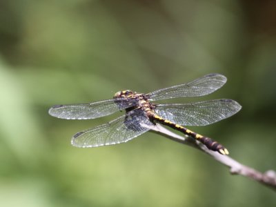 Common Sanddragon