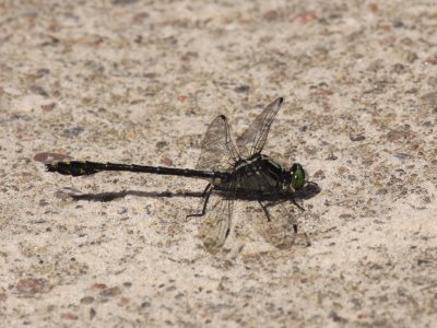 Black-shouldered Spinyleg