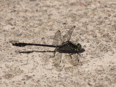 Black-shouldered Spinyleg (Male)