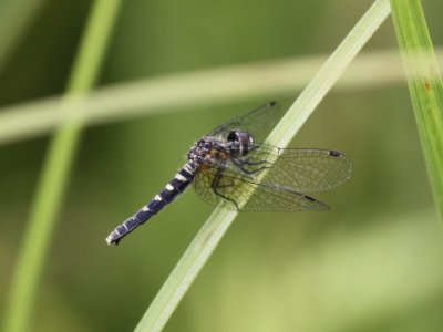 Elfin Skimmer (Female)