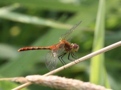 Ruby Meadowhawk (Juvenile Male)