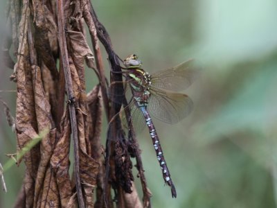 Lance-tipped Darner (Female)