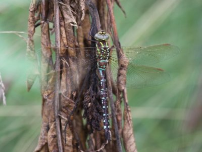 Lance-tipped Darner (Female)