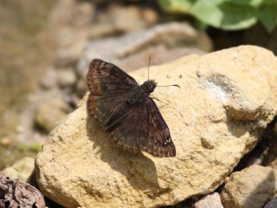 Columbine Duskywing