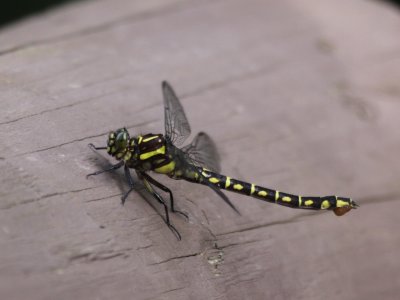Zebra Clubtail (Female)