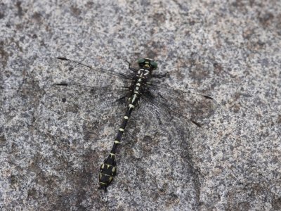 Zebra Clubtail (Male)