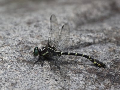 Zebra Clubtail (Male)