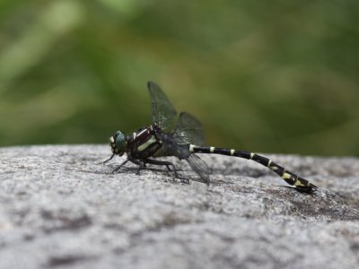Zebra Clubtail (Male)