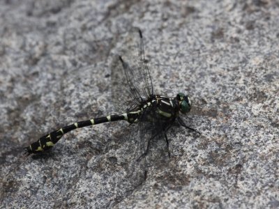 Zebra Clubtail (Male)