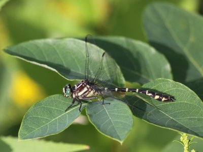 Zebra Clubtail (Male)