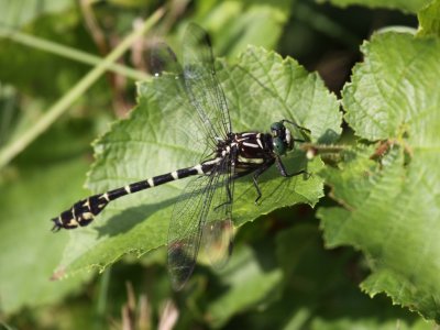 Zebra Clubtail (Male)