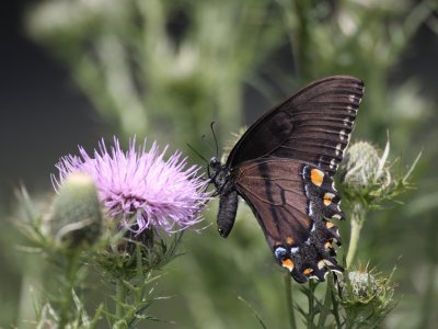 Eastern Tiger Swallowtail (Dark Female)