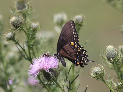 Eastern Tiger Swallowtail (Dark Female)