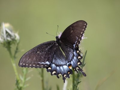 Eastern Tiger Swallowtail (Dark Female)