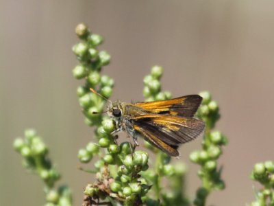 Tawny-edged Skipper