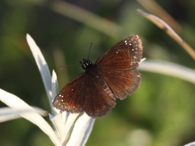 Common Sootywing