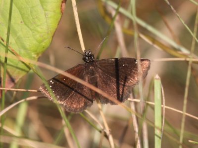 Common Sootywing