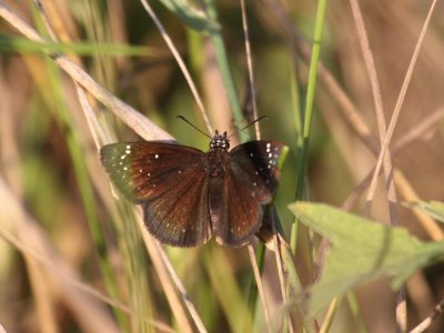 Common Sootywing