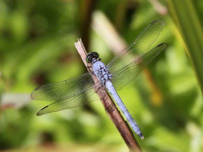 Eastern Pondhawk (Adult Male)