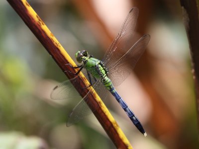 Eastern Pondhawk (Juvenile Male)