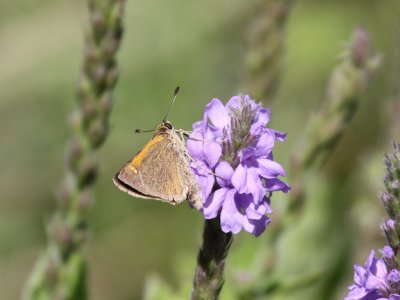 Tawny-edged Skipper