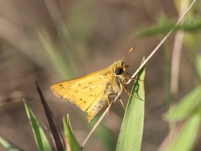 Fiery Skipper