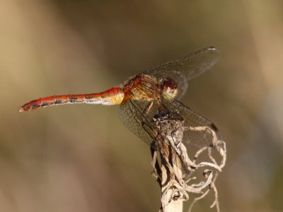 Ruby Meadowhawk (Female)